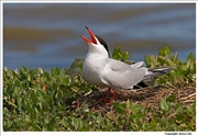 Common-Tern-1